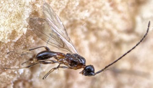 Pantolyta sp.